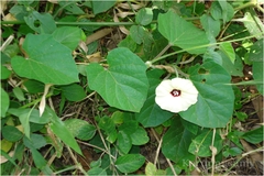 Operculina turpethum